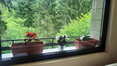 three potted plants sitting in a window with a view at 