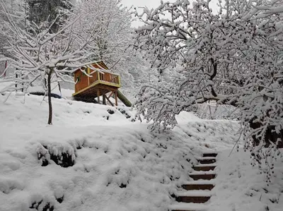 a snow covered yard with a tree and a house at 