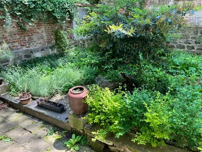 a garden with some plants and a tree at Opera Flat in Sofia