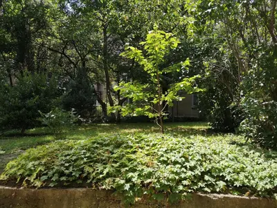 a small tree in a yard with green plants at Апартамент в топ център София 5 Corners in Sofia