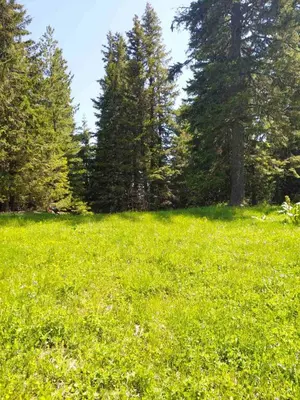 a field of green grass with trees in the background at Studio A10 Borovets gardens in Borovets