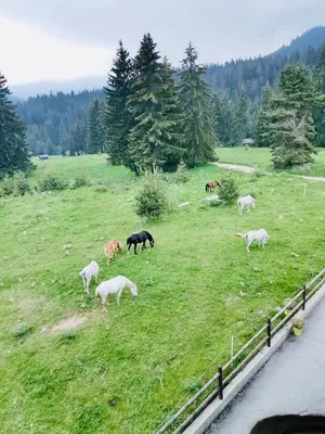 a group of horses grazing in a field at Secret Lake 533 at Oak Residence in Smolyan