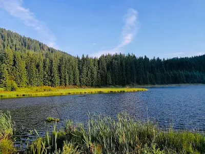 a view of a lake with trees in the background at Deer Lake 521 at Oak Residence Hotel & Relax in Smolyan