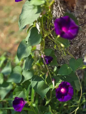 a group of purple flowers growing next to a tree at Къща за гости в селска местност in Petrich