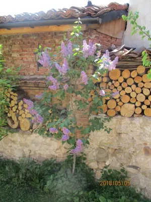 a plant with purple flowers next to a brick wall at Borimechkova Kashta in Koprivshtitsa