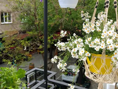 a basket of flowers hanging from a balcony at Bijoux Apt in the heart of Sofia in Sofia