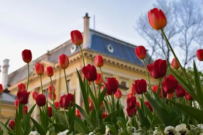a bunch of red tulips in front of a building at Free Parkingand Relax in Sofia
