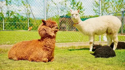 two sheep and a llama in a field at The Wind Mills Hydropark in Gorna Malina