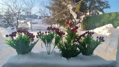 three purple and red flowers in the snow at Къща ВИРА in Yasă-Koriya