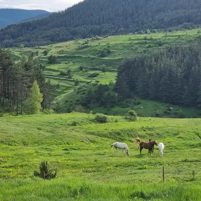 three horses grazing in a field of green grass at Къща ВИРА in Yasă-Koriya