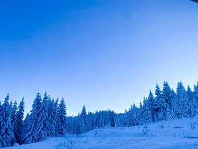 a group of trees with snow on them at Panorama View-Stoykite in Stoykite