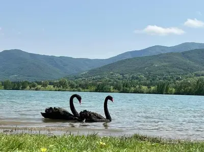 two black swans are swimming in the water at Vacation house in Pravets golf resort At Pravets Lake in Pravets