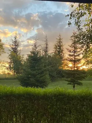 a group of pine trees in a field at sunset at Vacation house in Pravets golf resort At Pravets Lake in Pravets