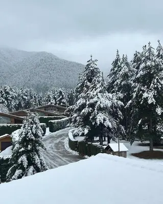 a group of trees with snow on them at Pirin Golf Guest Room in Razlog