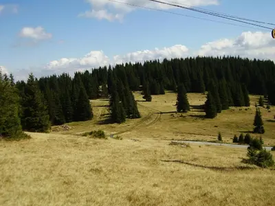 a grassy field with trees on the side of a hill at Vadjo Apartments in Complex Stenata Pamporovo in Pamporovo
