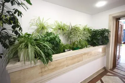 a row of potted plants on a wall at SOFIA CENTRAL LUXURY apartment 