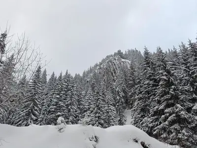 a snow covered forest of trees with snow covered trees at Студио Орфееви Скали in Pamporovo