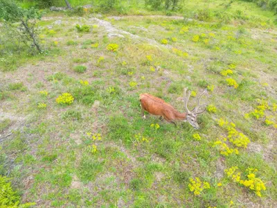 a deer laying in a field of grass with flowers at Каменната къща in Borowo