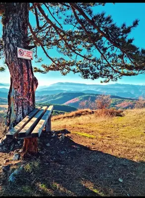 a wooden bench sitting next to a tree at Rodopi Guest House in Tsigov Chark