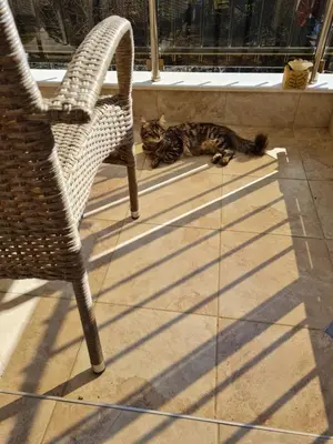 a cat laying on the floor next to a chair at Cozy apartment with balcony in Sofia