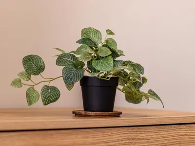 a plant in a black pot sitting on a table at Trocadero Touch: Sofia Hideaway in Sofia