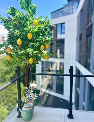 a small orange tree in a pot on a balcony at Stracciatella Homes Apartment in Sofia