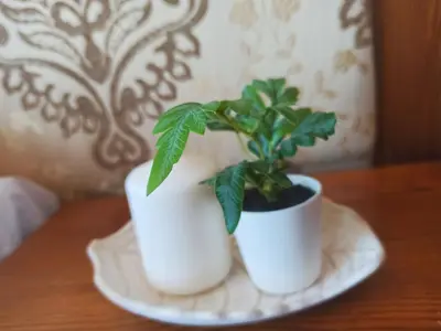 two white vases with a plant in them on a table at Sunrise View with Free SPA and Bottle of Wine in Cornelia Deluxe Residence, free Parking in Bansko