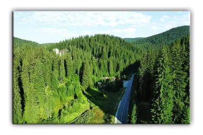 an aerial view of a road in a forest at Teo and Miki 612 in Pamporovo