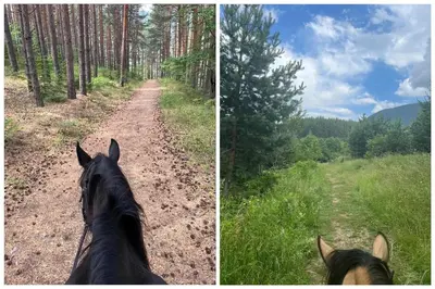 a horse riding down a dirt road in a forest at apartment Mountain Delight, Bansko in Bansko
