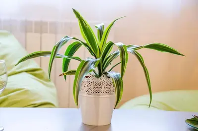 a plant in a white vase on a table at 19 Cozy Central Apartment with Balcony in Sofia