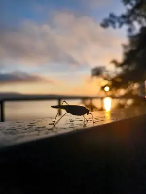 a bird walking on a table with the sunset in the background at Villa Iskar Lake Residence by BookVillaBG in Shtarkelovo Gnezdo