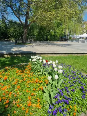 a flower bed of flowers in a park at Tulip Dreamland in Sofia