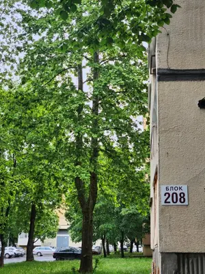 a sign on the side of a building next to a tree at luxury two bedroom Crown Apartament in Pravets