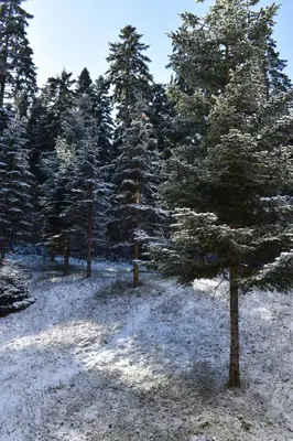 a group of trees in a field with snow at Sweet Apartment Flora Violet 3 in Borovets