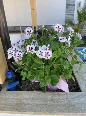 a flower pot with pink and white flowers in it at Boris House 5 bed Villa & Private Pool in Strumyani
