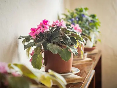 a row of potted plants on a wooden shelf at Стаи за гости Божана in Razlog