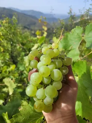 a person holding a bunch of green grapes at Вила Леска in Leska
