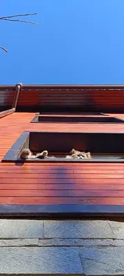 a dog laying on top of a wooden floor at Къща за гости Приказка in Klisura