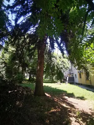 a tree in the middle of a grass field at Apartment 59 in Sofia