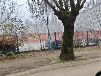 a tree on the side of a sidewalk next to a street at Apartment 59 in Sofia