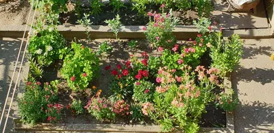 a garden filled with lots of pink and red flowers at Къща за гости Кралимаркови Guest house Kralimarkovi in Devin