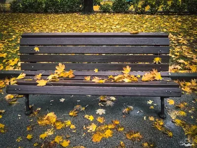 a wooden bench with autumn leaves on it at City Center Spacious 2BR near Vitosha Blvd in Sofia