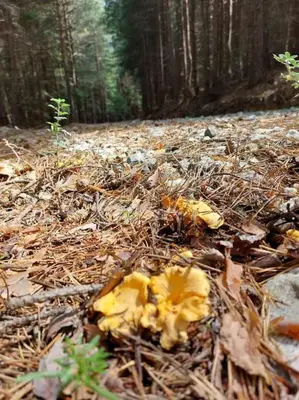 a pile of leaves on the ground in a forest at The snug apartment near the brimming mountains in Bansko