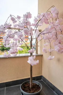 a tree with pink flowers in a pot at Cardinal Suite in Sofia