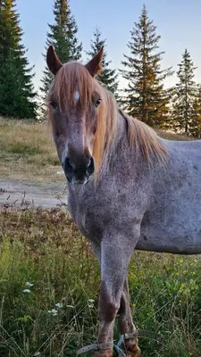 a horse standing in the grass in a field at Yanevi Apartments at Grand Monastery Pamporovo in Pamporovo