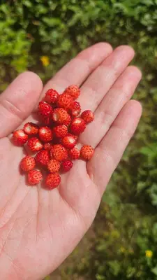 a hand holding a bunch of red berries at Yanevi Apartments at Grand Monastery Pamporovo in Pamporovo