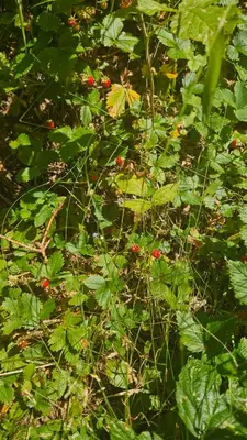 a bush with lots of green leaves and red berries at Yanevi Apartments at Grand Monastery Pamporovo in Pamporovo