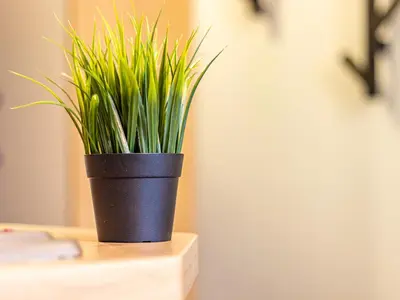 a black potted plant sitting on a table at Stay & Explore Sofia - Central Studio in Sofia