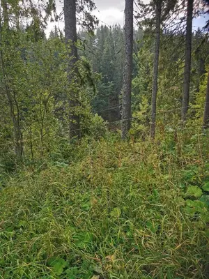 a field of tall grass with trees in the background at ICEBERG Ski Apartment No19 in Pamporovo