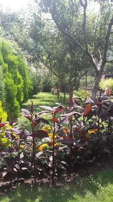 a garden with colorful flowers in the grass at Kyurkchievi Guest House in Sapareva Banya